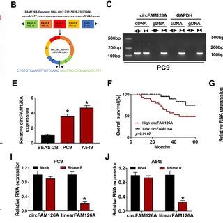 Overexpression Of Mir Induced Effects On Proliferation Cell Cycle