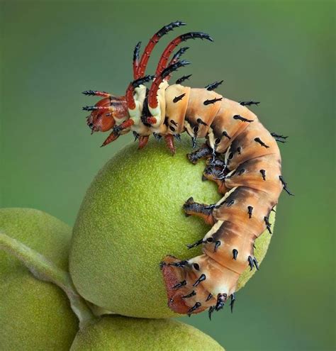 7 Fascinating Caterpillar Facts You Should Know Birds And Blooms