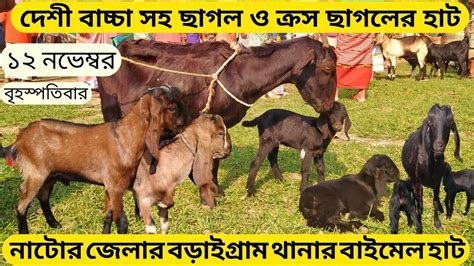 বাচ্চা সহ ছাগল ও ক্রস জাতের ছাগলের দাম জানুন নাটোর জেলার বড়াইগ্রাম