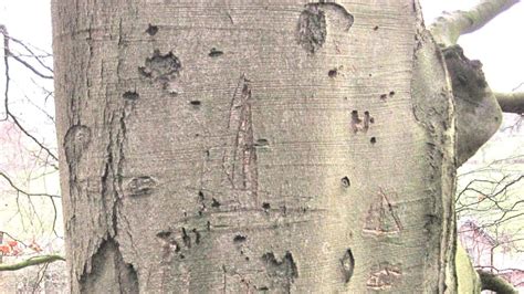 Beech Tree Guide Uk Common Beech Tree Identification