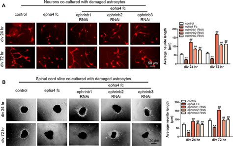 EphA4 Regulates Neurite Outgrowth And Regeneration By Binding With The