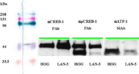 Expression Of Creb 1 Pcreb 1 And Atf 1 Proteins In The Nuclear