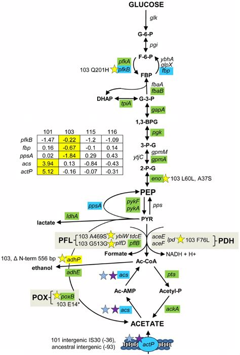 Gene Expression And Snps Among Loci That Mediate Glycolysis And