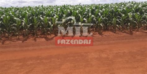 Fazenda em Chapadão do Céu Goiás Mil Fazendas