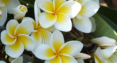Flores Mais Bonitas Do Brasil - Top 10 Flores mais Bonitas do Brasil - Verde na Web