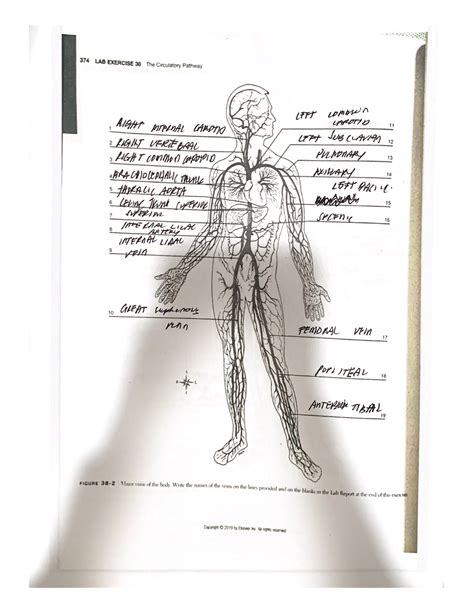 Blood vessels - anatomy - Human Anatomy & Physiology - Studocu