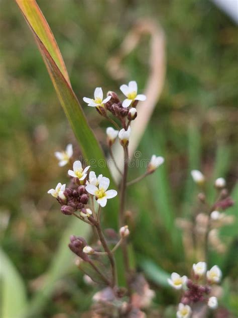 Arabidopsis Thaliana stock photo. Image of lithuania - 245466808