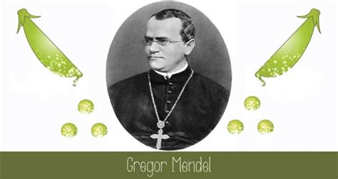 Quem Foi O Gregor Mendel - A Vida e as Experiências de Gregor Mendel - Minha Matéria
