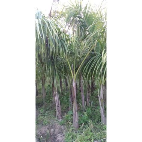 Royal Palm Tree At Rs 450 In Saharanpur ID 20861790855