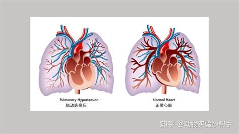 动物建模 盘点肺动脉高压的几种建模方法 知乎