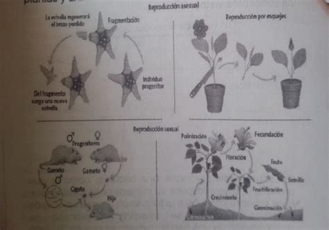 Observa Las Im Genes Y Establece Diferencias Entre Los Dos Tipos De