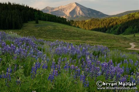 Crested Butte, Colorado Wildflower Photography