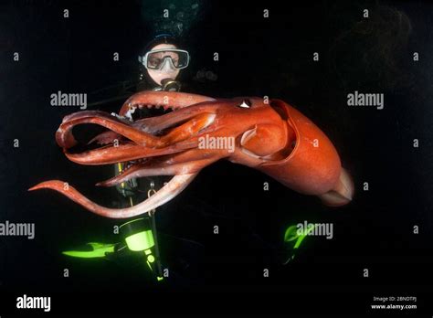 Giant Squid Underwater Ocean Hi Res Stock Photography And Images Alamy