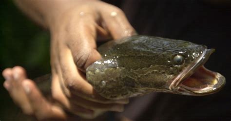 Invasive northern snakehead fish found in southeastern Missouri for 2nd time