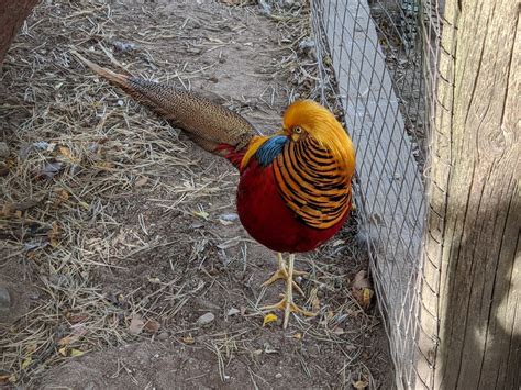 Golden Pheasant Male