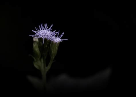 INDIGO III on Behance