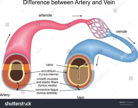 Difference Between Capillaries Vein Royalty Free Images Stock Photos