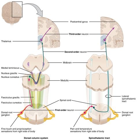 Neural Pathways Diagram The Optic Nerve Cn Ii