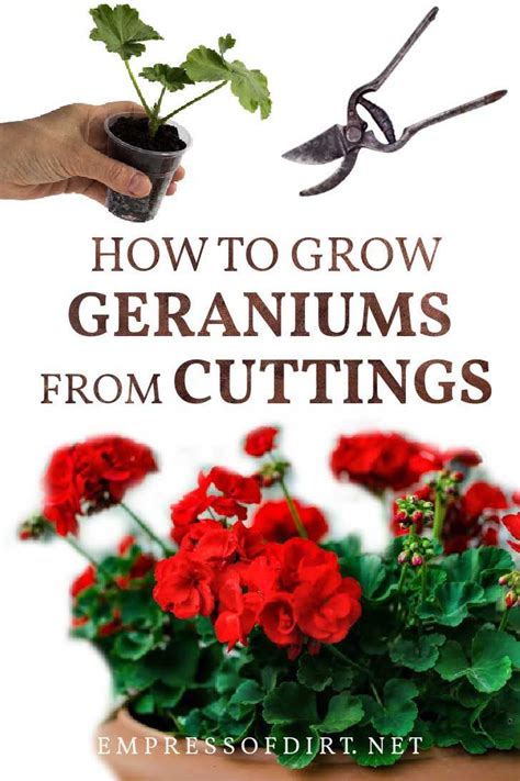 It Is Easy To Propagate Geraniums From Cuttings And These Step By Step