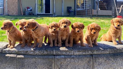 Red Golden Retriever Puppy