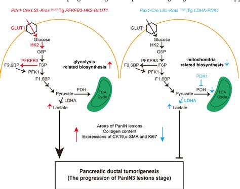 PDF The Expression Of Two Distinct Sets Of Glycolytic Enzymes Reveals