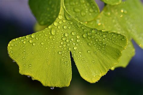 New Ginkgo Biloba Tree Seeds 3 Seeds Fast Free Shipping Gingko ...