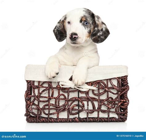 White Dachshund Puppy In Wicker Basket Stock Photo Image Of Cute