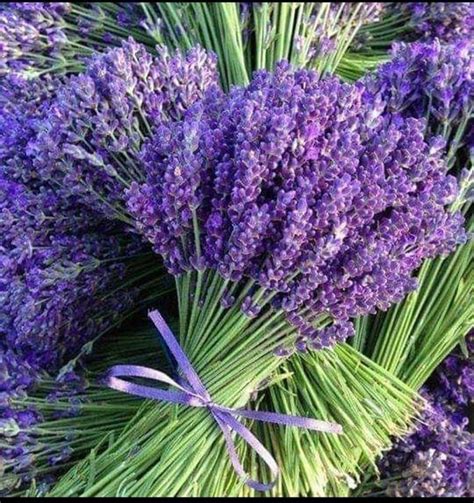 Pin By Pamela Sickman On Lavender Lavender Plant Lavender Flowers