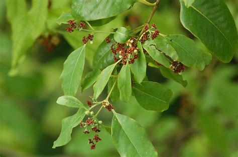 Sandalwood Flowers Of Santalum Album From Santalaceae The Flickr