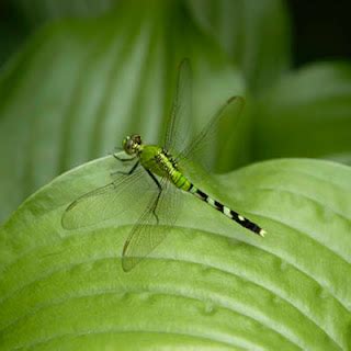 TonyaUtkina: A green dragonfly in the Fan