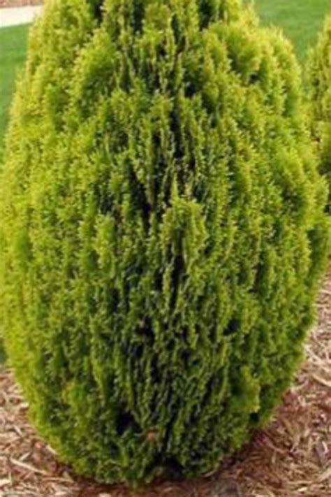 10 Pcs Golden Oriental Arborvitae Tree Seeds Thuja Orientalis Aurea