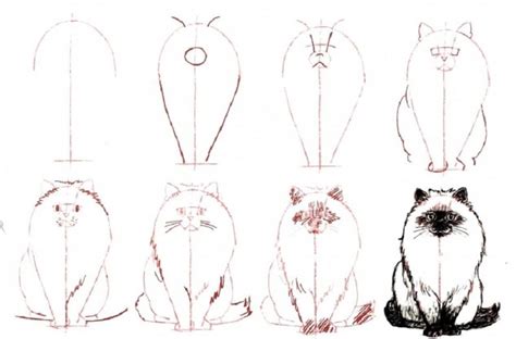 How To Draw A Realistic Cat Step By Step Tutorial Realistic Cat Images And Photos Finder