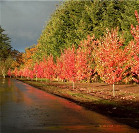 October Glory Maple Coeur D Alene Trees