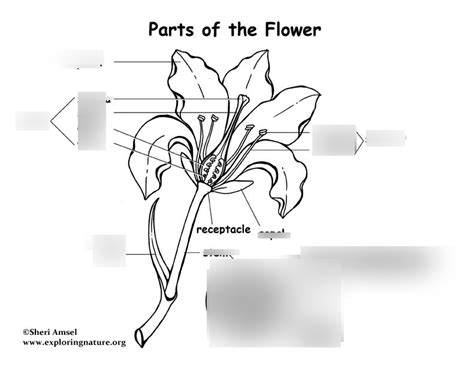 Chapter 22 Plants Diagram Quizlet