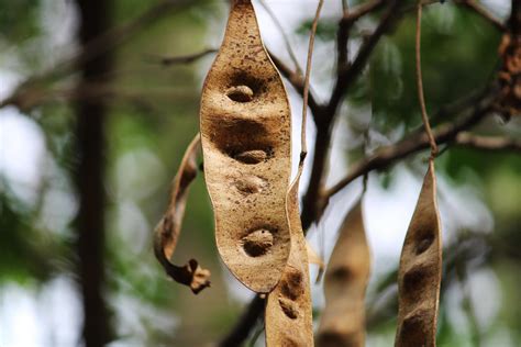 Acacia Tree Pods. 11902388 Stock Photo at Vecteezy