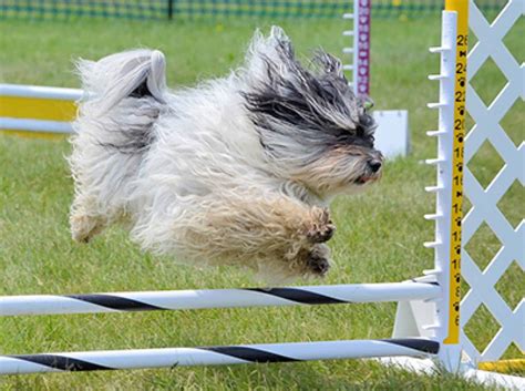 Havanese Dog - Ultimate Guide (Health, Personality, Diet & More)
