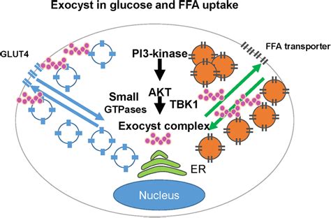 Schema Of Exocyst Dependent Glucose Uptake And FFA Uptake The