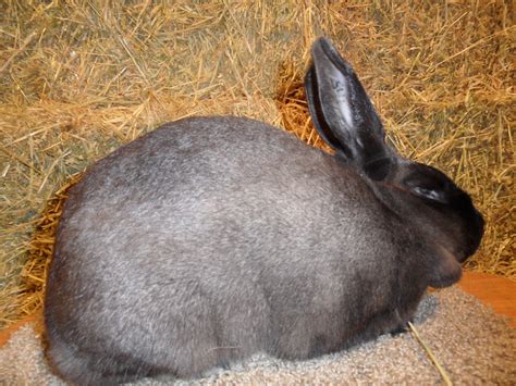 Best Type Of Rabbits Popular Rabbit Breeds