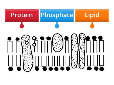 Cell Membrane Ultrastructure Labelled Diagram