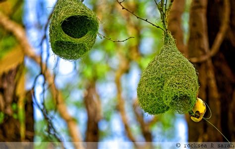 Baya Weavers Nesting Rocksea And Sarah