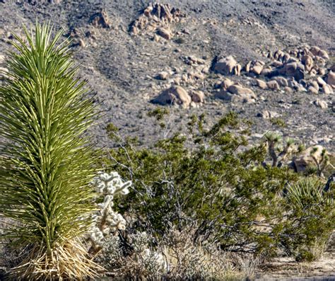 Desert Cactus Free Stock Photo - Public Domain Pictures