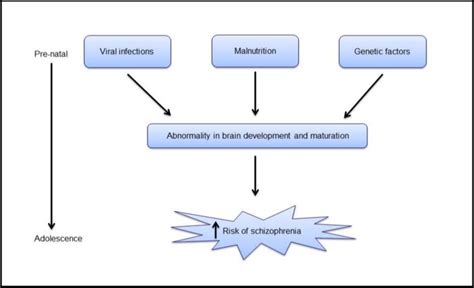 Neurodevelopmental model of schizophrenia. The adverse impact of ...