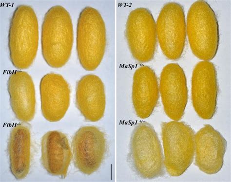 Scientists Just Created Silkworms That Spin Super Strong Spider Silk