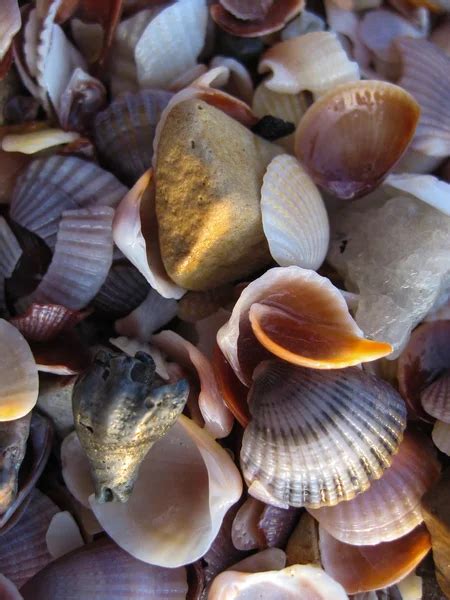 Shells on sandy beach — Stock Photo © silvae #25988901