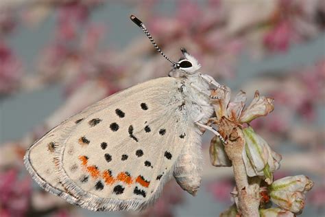 Photos of Utah Butterflies, Spalding's Dotted-blue, Male - Euphilotes spaldingi from larvae ...