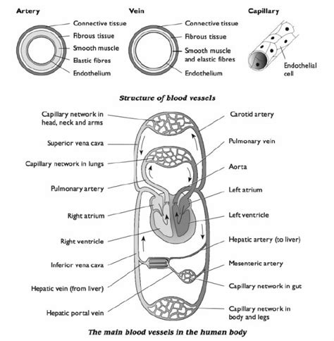 # 44 The circulatory system - blood vessels | Biology Notes for A level