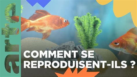 Comment Se Reproduisent Les Poissons Rouges Vos Questions Arte