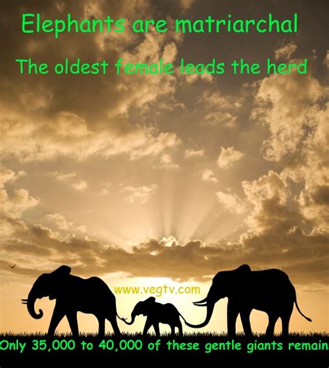 Elephants Are Matriarchal With The Oldest Female Leading The Herd