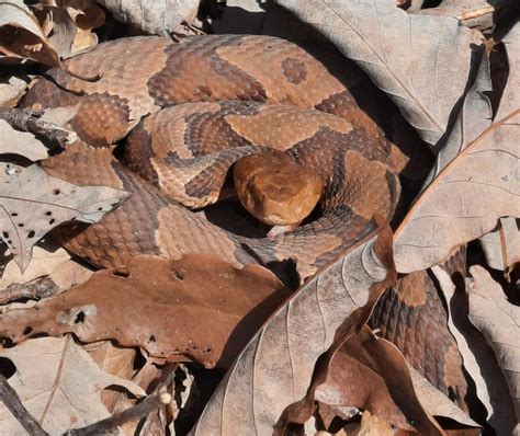 Three C S Of Venomous Snakes