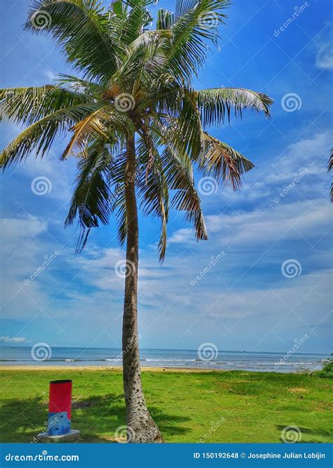 Rbol De Coco En La Playa De Tanjung Aru Kota Kinabalu Con El Cielo